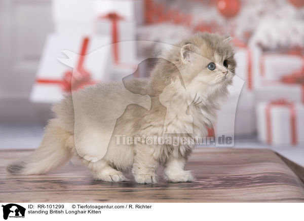 stehendes Britisch Langhaar Ktzchen / standing British Longhair Kitten / RR-101299