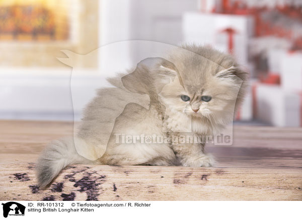 sitzendes Britisch Langhaar Ktzchen / sitting British Longhair Kitten / RR-101312