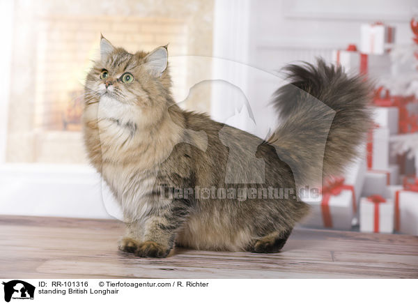 standing British Longhair / RR-101316