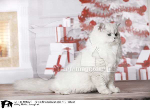 sitzender Britisch Langhaar / sitting British Longhair / RR-101324