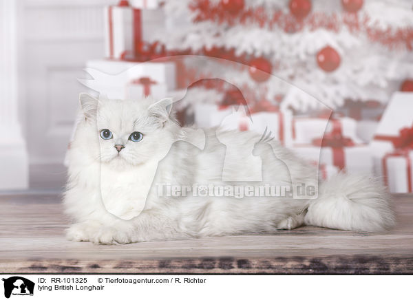lying British Longhair / RR-101325