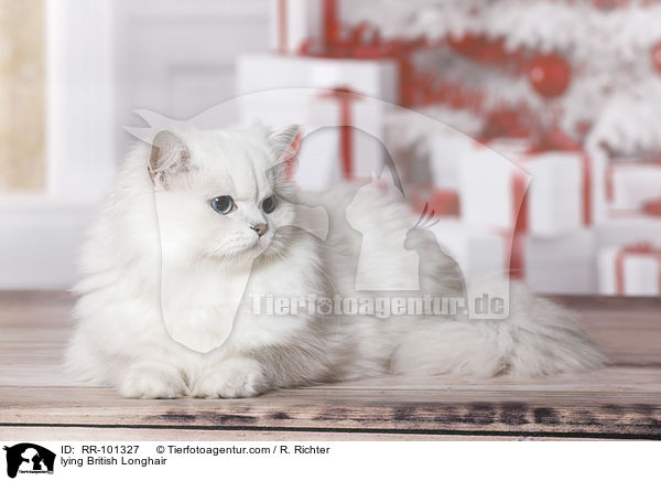 lying British Longhair / RR-101327