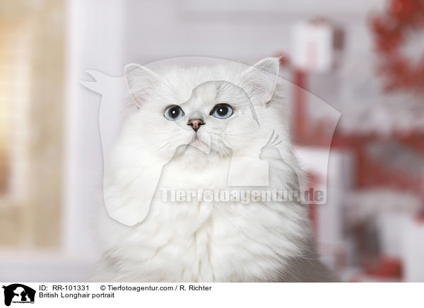 British Longhair portrait / RR-101331