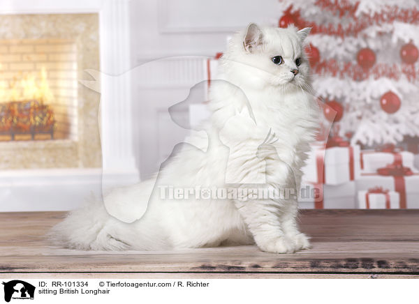 sitting British Longhair / RR-101334