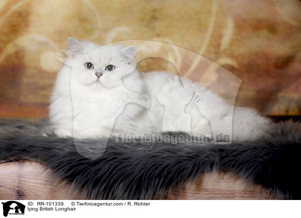 lying British Longhair / RR-101339