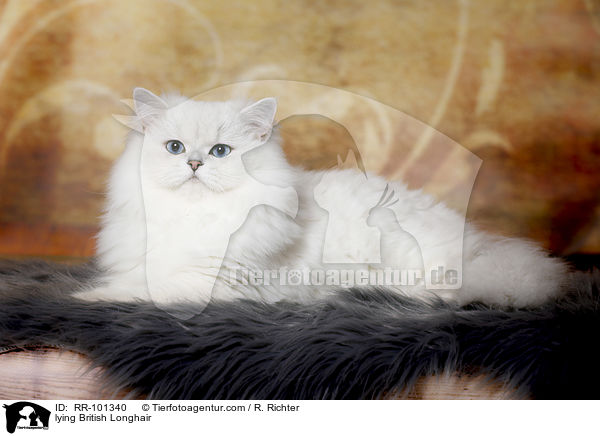 lying British Longhair / RR-101340