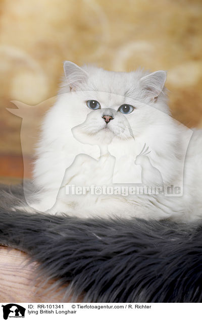 lying British Longhair / RR-101341