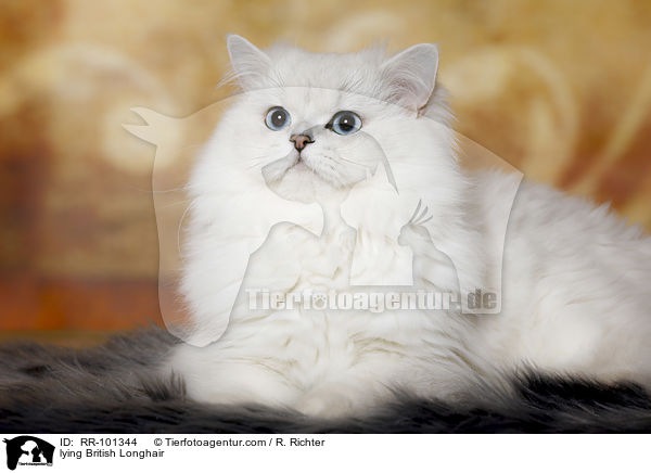 liegender Britisch Langhaar / lying British Longhair / RR-101344