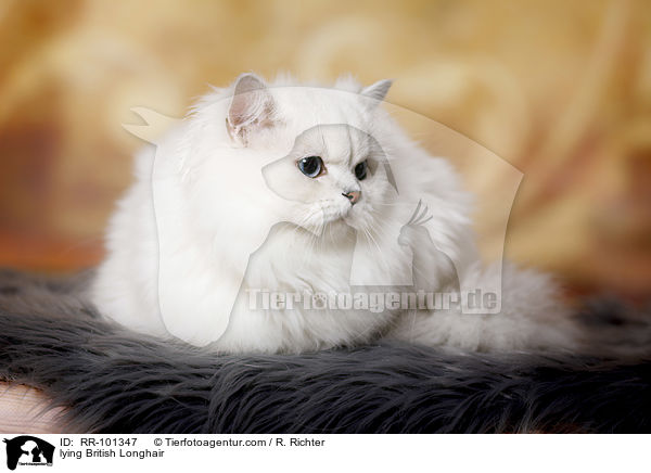 liegender Britisch Langhaar / lying British Longhair / RR-101347