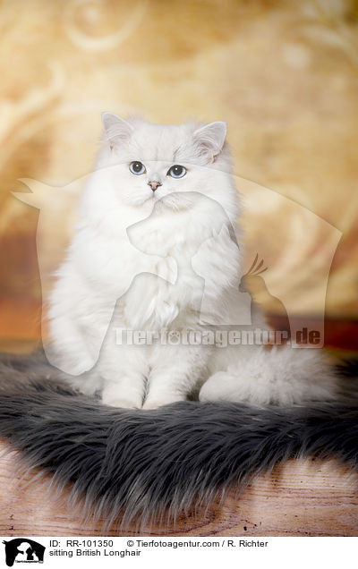 sitzender Britisch Langhaar / sitting British Longhair / RR-101350
