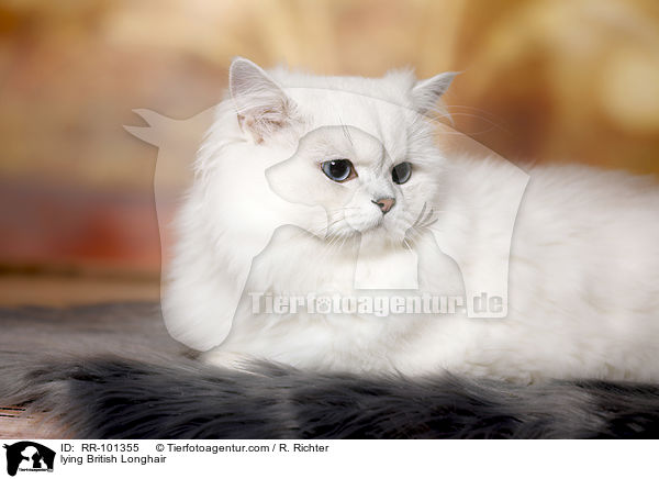 lying British Longhair / RR-101355