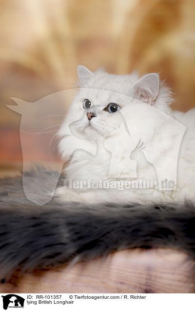 lying British Longhair / RR-101357