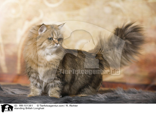 standing British Longhair / RR-101361