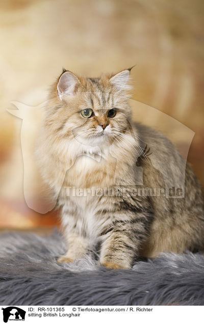sitting British Longhair / RR-101365