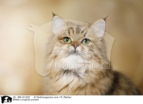 British Longhair portrait / RR-101367