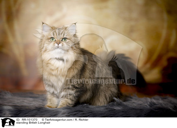 standing British Longhair / RR-101370