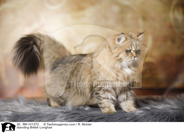 standing British Longhair / RR-101372