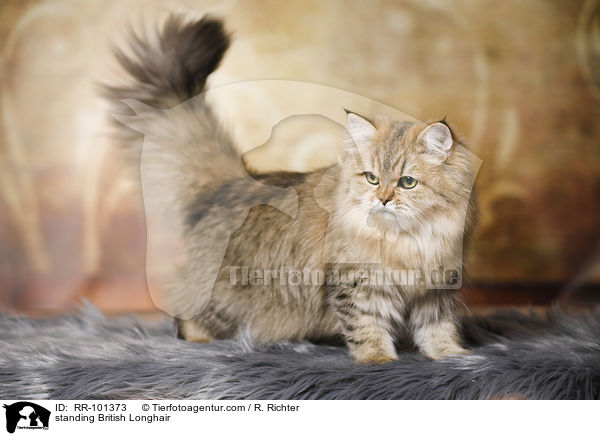 standing British Longhair / RR-101373
