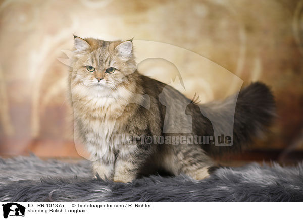 standing British Longhair / RR-101375