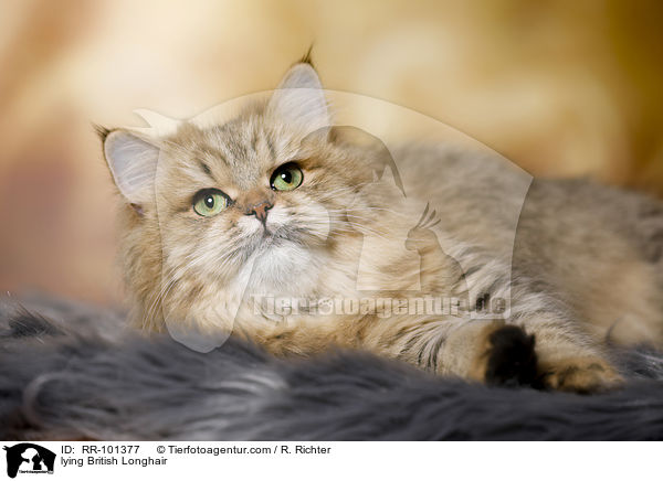 lying British Longhair / RR-101377