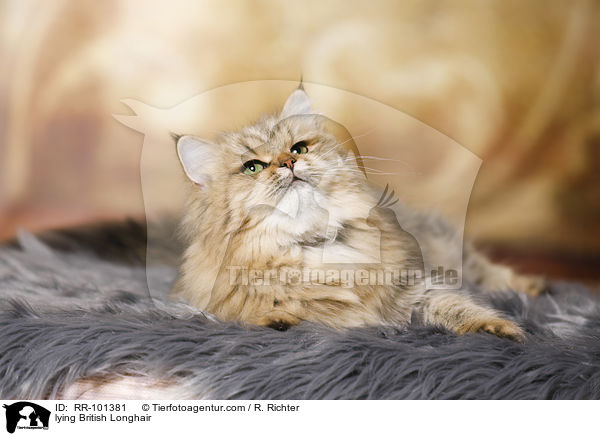 lying British Longhair / RR-101381