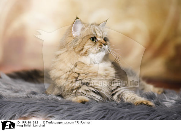 lying British Longhair / RR-101382