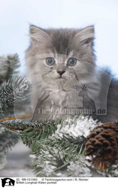 British Longhair Kitten portrait / RR-101560
