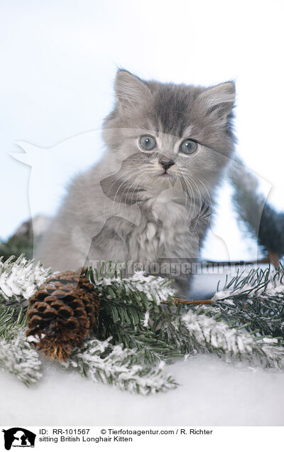 sitting British Longhair Kitten / RR-101567