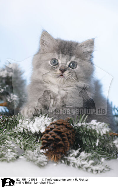sitting British Longhair Kitten / RR-101568