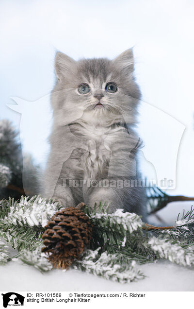 sitting British Longhair Kitten / RR-101569