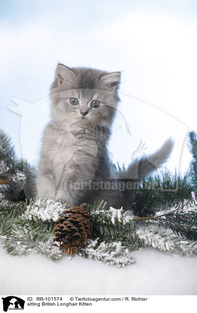 sitting British Longhair Kitten / RR-101574