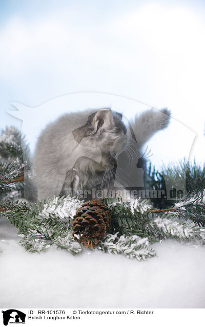 Britisch Langhaar Ktzchen / British Longhair Kitten / RR-101576