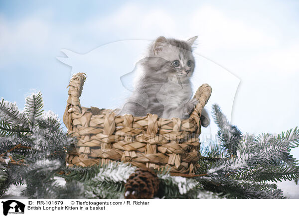 British Longhair Kitten in a basket / RR-101579