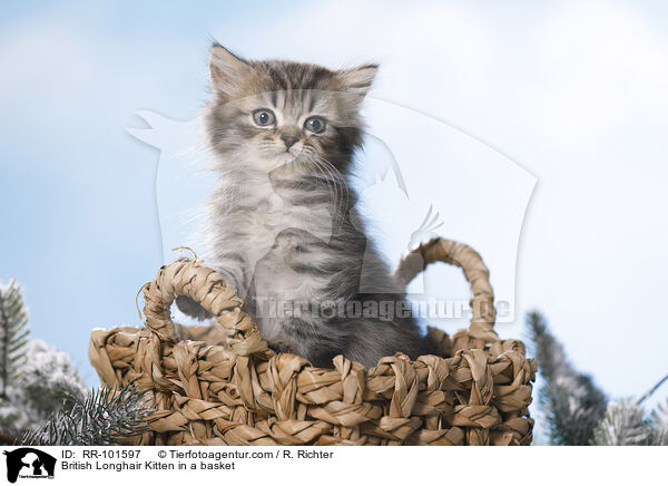 Britisch Langhaar Ktzchen im Krbchen / British Longhair Kitten in a basket / RR-101597