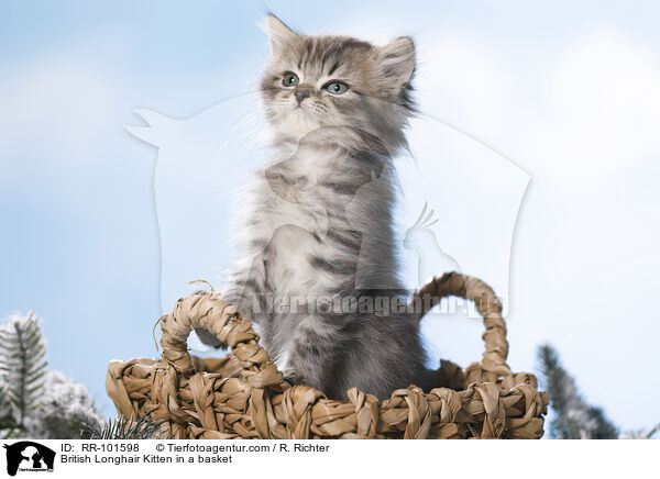 British Longhair Kitten in a basket / RR-101598