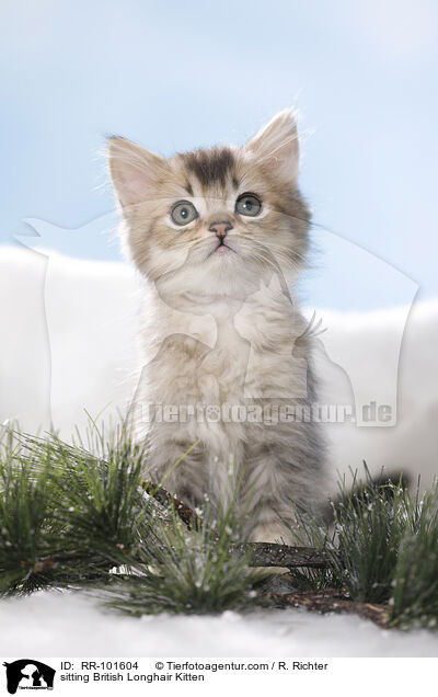 sitting British Longhair Kitten / RR-101604