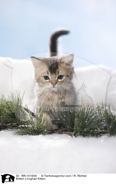 Britisch Langhaar Ktzchen / British Longhair Kitten / RR-101606