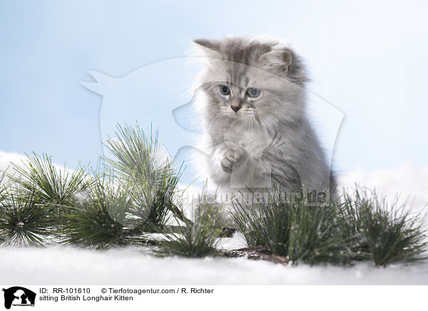 sitting British Longhair Kitten / RR-101610