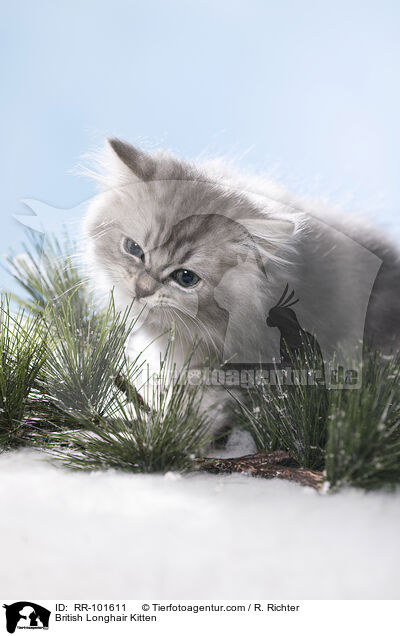 British Longhair Kitten / RR-101611