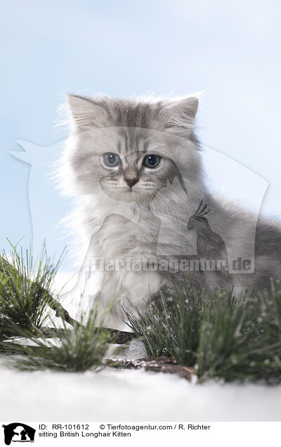 sitting British Longhair Kitten / RR-101612