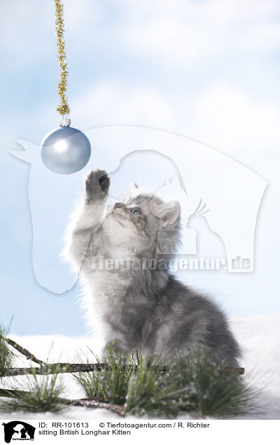sitzendes Britisch Langhaar Ktzchen / sitting British Longhair Kitten / RR-101613