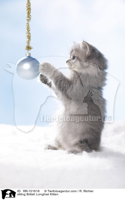 sitting British Longhair Kitten / RR-101616