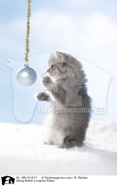 sitting British Longhair Kitten / RR-101617
