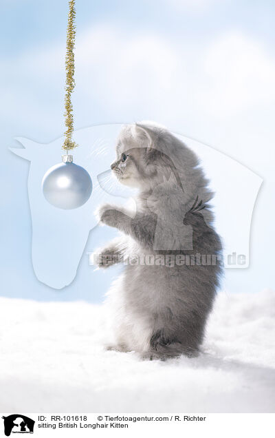 sitting British Longhair Kitten / RR-101618