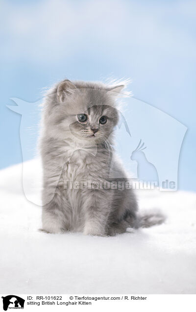 sitting British Longhair Kitten / RR-101622