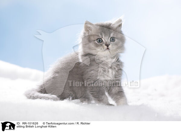 sitzendes Britisch Langhaar Ktzchen / sitting British Longhair Kitten / RR-101626