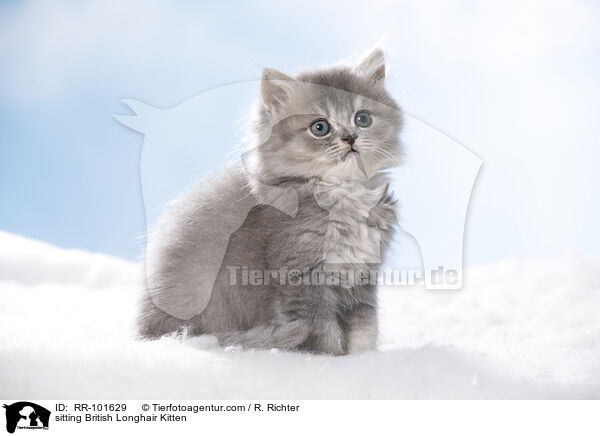 sitting British Longhair Kitten / RR-101629
