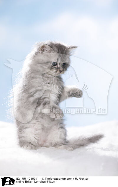 sitzendes Britisch Langhaar Ktzchen / sitting British Longhair Kitten / RR-101631