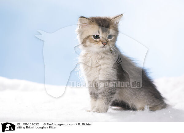 sitting British Longhair Kitten / RR-101632