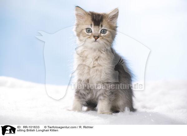 sitting British Longhair Kitten / RR-101633